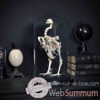 Squelette de coq sous globe Objet de Curiosite -AN175