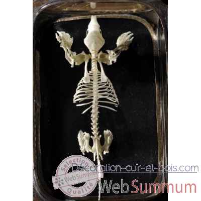 Squelette de taupe Objet de Curiosite -AN192
