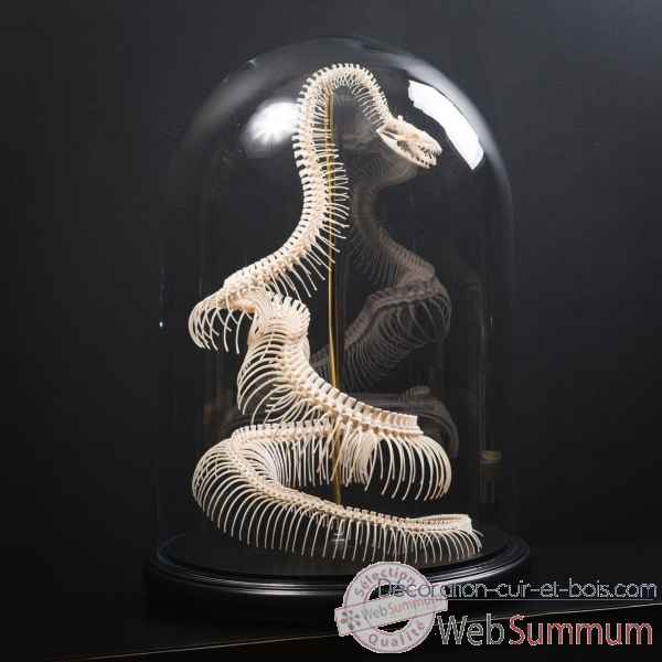 Squelette python curtus sous globe Objet de Curiosite -PU577-3