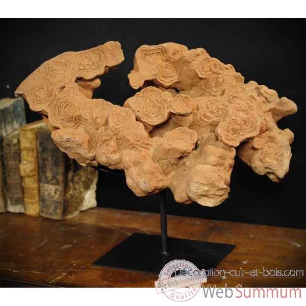 Stromatolite plaque multiple (moyenne) Objet de Curiosite -PUFO125-3