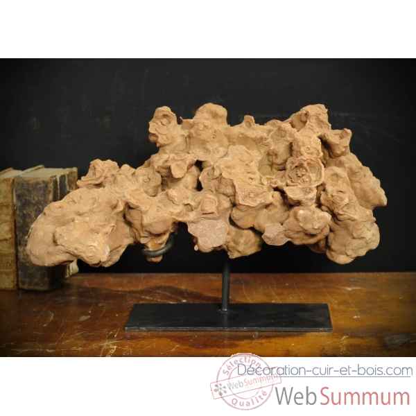 Stromatolite plaque multiple (moyenne) Objet de Curiosite -PUFO125-4
