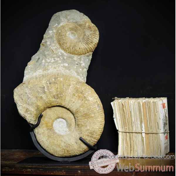 Totem de 2 ammonites Objet de Curiosite -PUFO152
