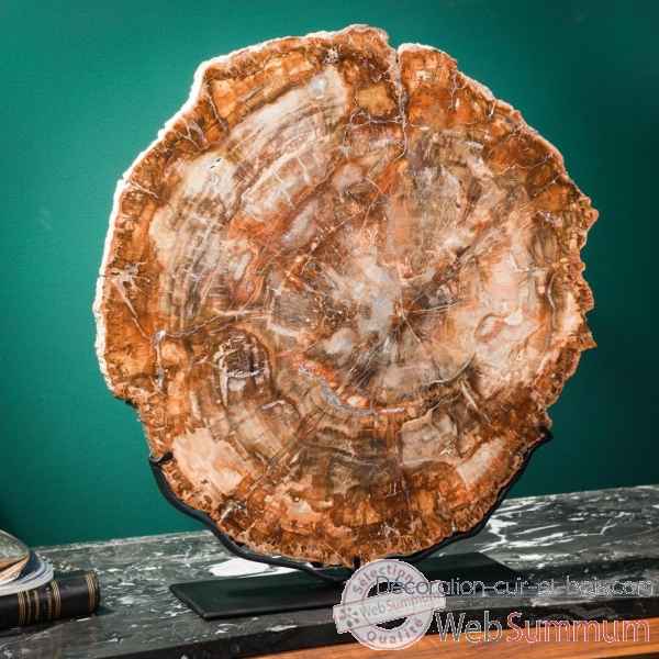 Tranche de bois fossile rouge Objet de Curiosite -PUFO303-2